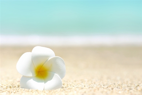 砂浜と花